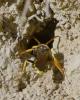 Nomada succincta